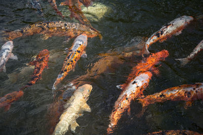 High angle view of koi carps swimming in water