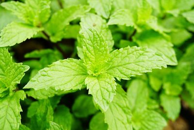 Close-up of fresh green plant