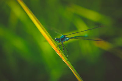 Close-up of insect on grass