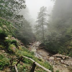 Scenic view of forest