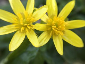 Close-up of yellow flowering plant