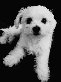 Close-up portrait of puppy against black background