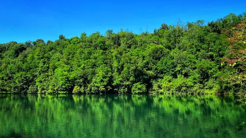 Scenic view of lake by trees in forest against sky