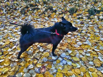 Full length of a dog