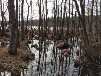 Full frame shot of trees in forest