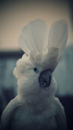 Close-up of white umbrella cockatoo