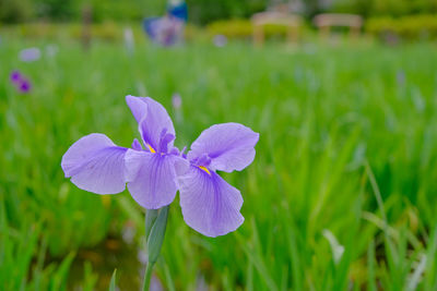 Close-up of purple iris flower on field