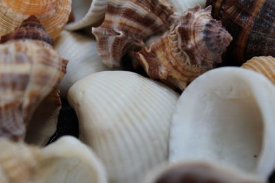 Close-up of seashell in plate