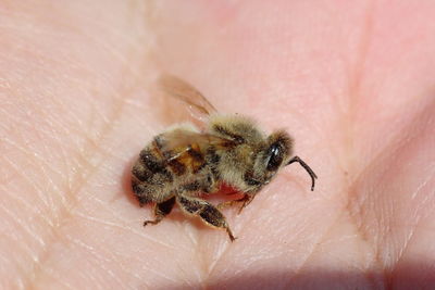 Close-up of insect on hand