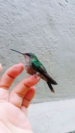 Close-up of hand holding bird