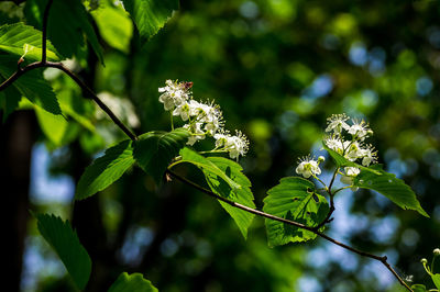 Low angle view of flowering plant on tree