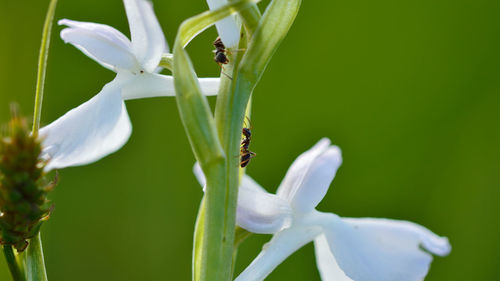 Close-up of ants on flower