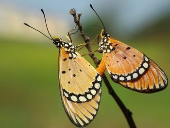 Close-up of butterfly perching on leaf