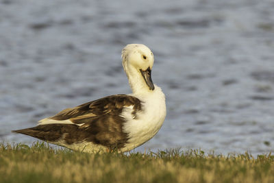 Close-up of a bird on land