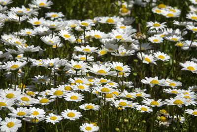 Close-up of white flowers blooming on field