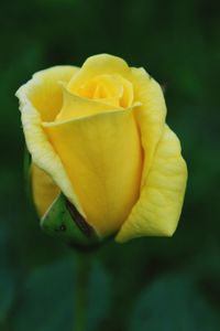 Close-up of yellow rose