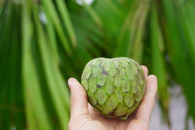 Close-up of hand holding fruit