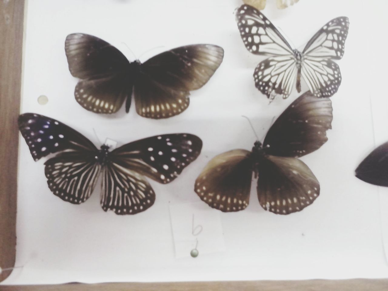 indoors, studio shot, white background, still life, close-up, high angle view, table, animal themes, insect, no people, wildlife, directly above, animals in the wild, cut out, butterfly - insect, copy space, nature, fragility, animal wing, variation