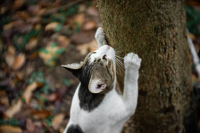 Close-up of a cat