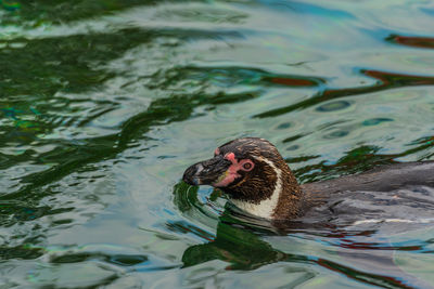 High angle view of turtle swimming in lake