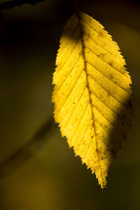 Close-up of yellow leaf