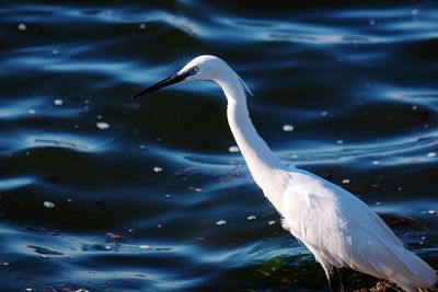 View of bird in lake