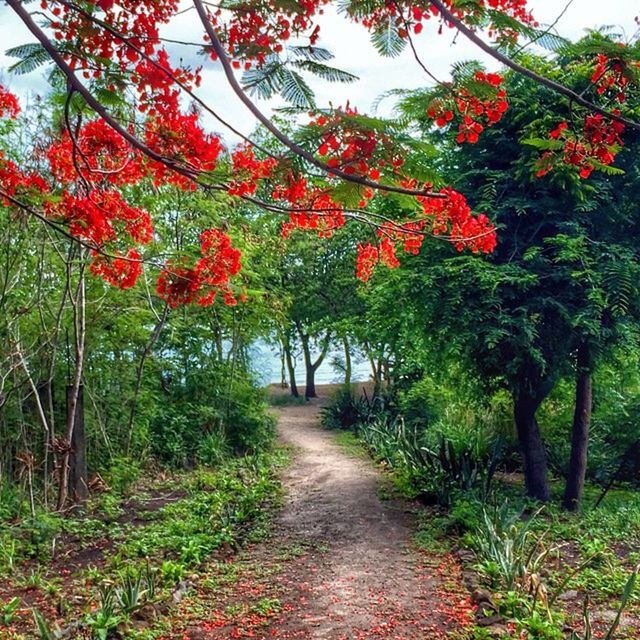 tree, the way forward, growth, nature, footpath, beauty in nature, red, tranquility, autumn, diminishing perspective, plant, change, tranquil scene, branch, orange color, green color, leaf, vanishing point, day, pathway