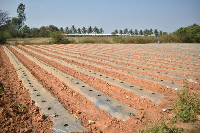 A photo of a soil covered by plastic or mulching film in agriculture for tomato farming. 