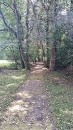 Footpath in forest