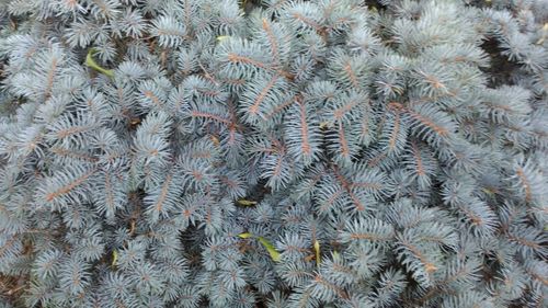 Full frame shot of succulent plant