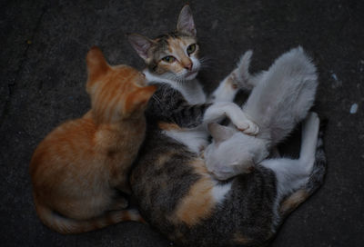 High angle view of cats relaxing