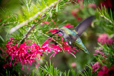 Bird flying over red flower