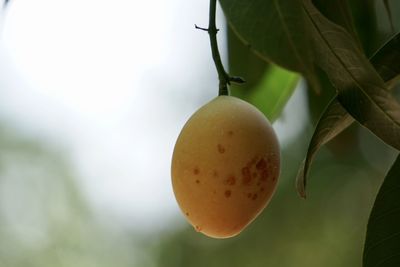 Close-up of fruits hanging from plant