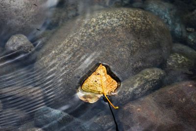 High angle view of dry leaves on rock