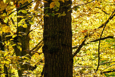 Trees growing on branch