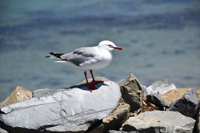 Seagull perching on rock