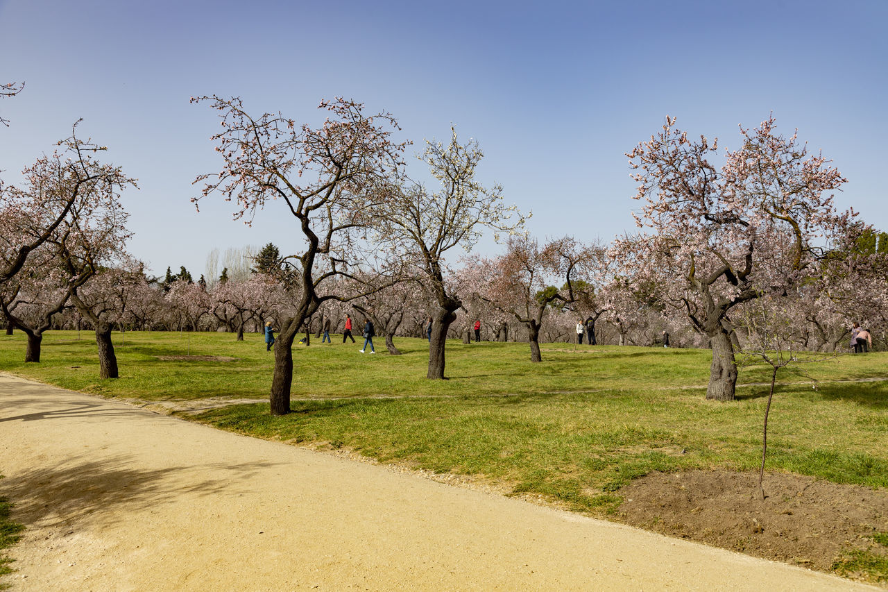 plant, tree, sky, nature, landscape, flower, environment, beauty in nature, grass, springtime, rural area, blossom, scenics - nature, no people, land, outdoors, growth, field, rural scene, tranquility, blue, clear sky, tranquil scene, almond tree, day, flowering plant, agriculture, travel destinations, footpath