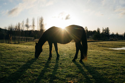 View of horse on field