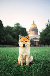 Portrait of a dog on field