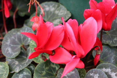 Close-up of red flowering plants