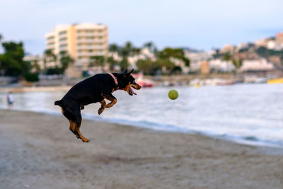 Dog playing with ball at beach against sky