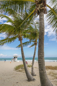 Palm trees on beach against sky