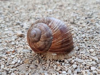 Close-up of snail on rock