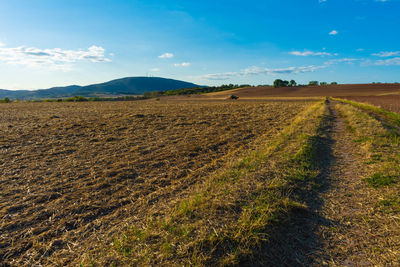 Scenic view of field against sky