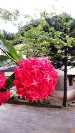 Close-up of red flowers growing on tree