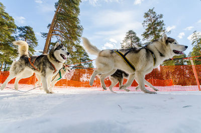 View of a dog on snow covered landscape