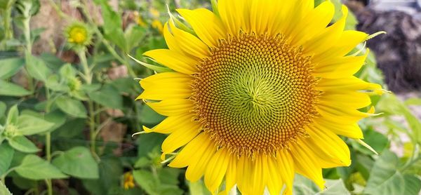 Close-up of yellow sunflower