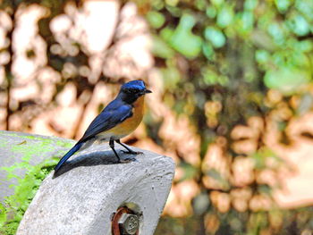 Bird perching on bench