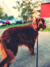 Dog looking away