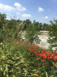 Scenic view of flowering plants and trees against sky